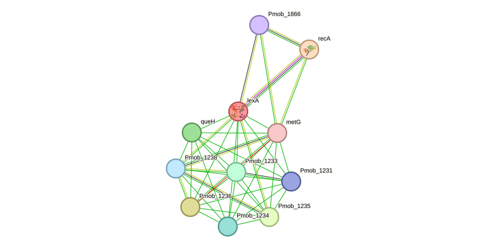 STRING protein interaction network