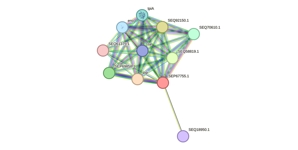 STRING protein interaction network