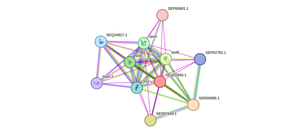 STRING protein interaction network