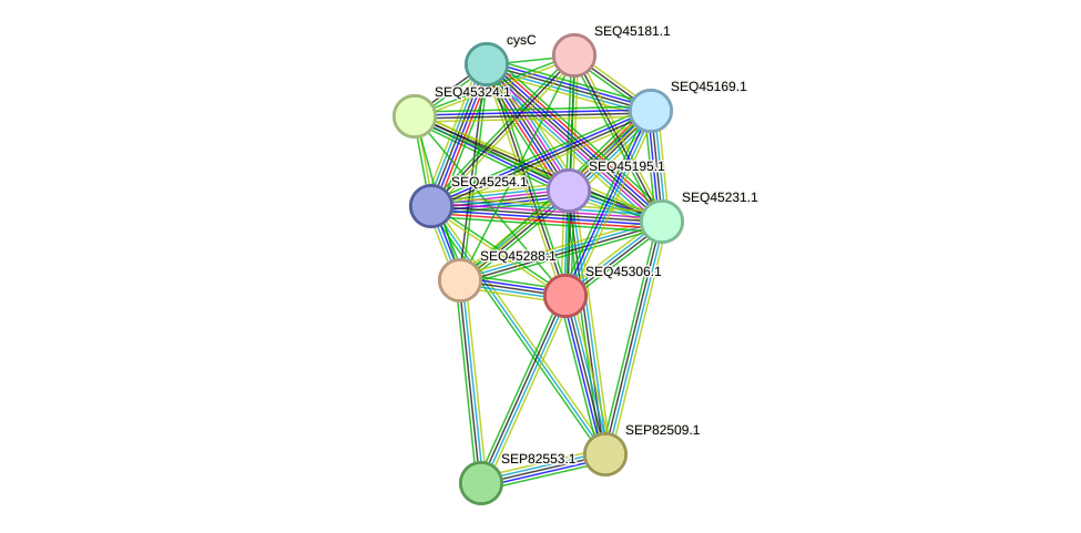 STRING protein interaction network