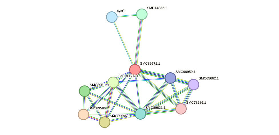 STRING protein interaction network