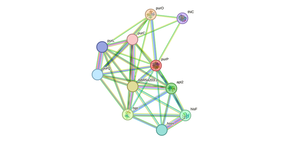 STRING protein interaction network