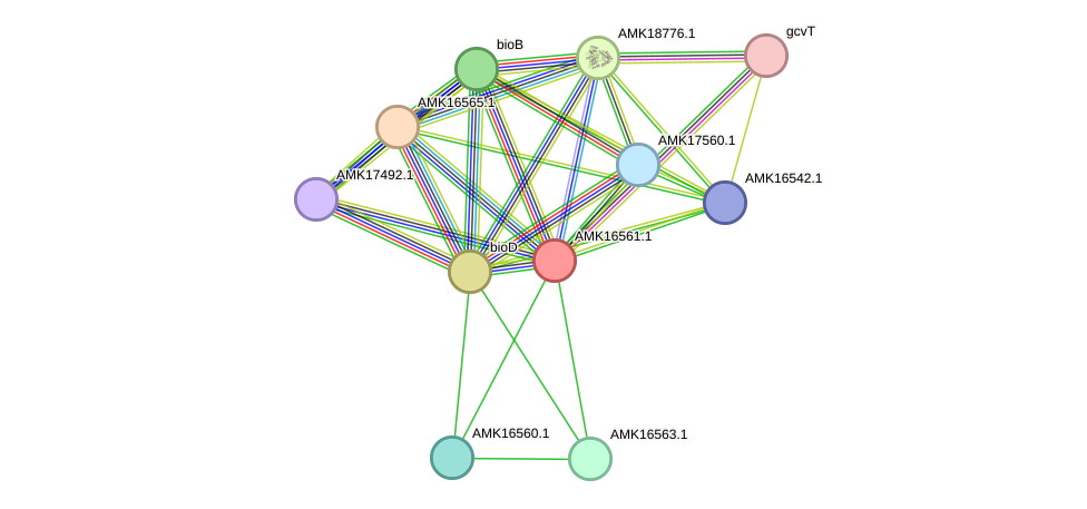 STRING protein interaction network