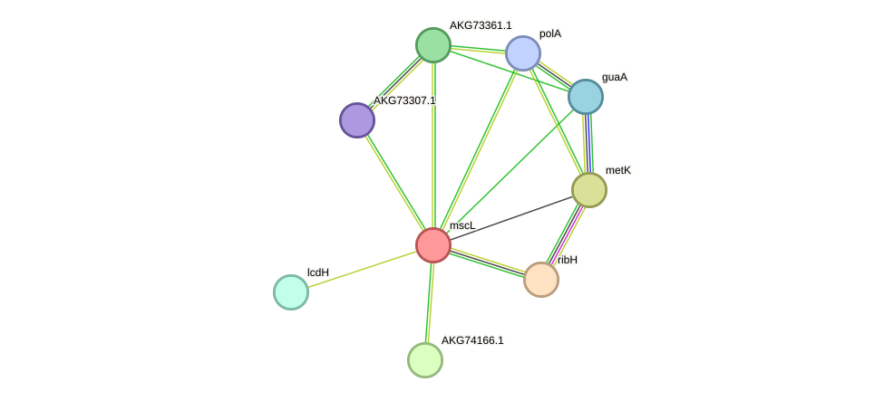 STRING protein interaction network