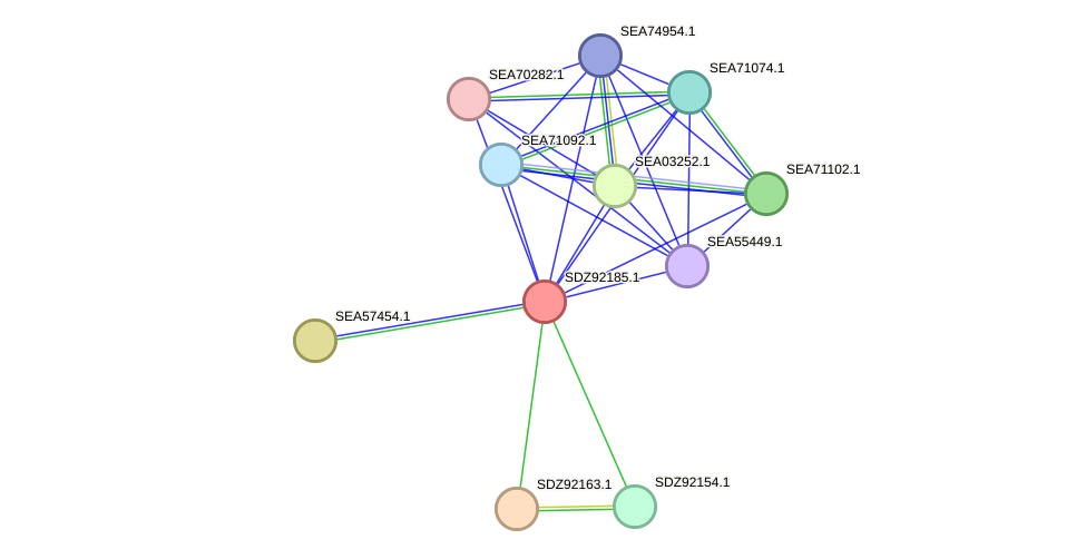 STRING protein interaction network