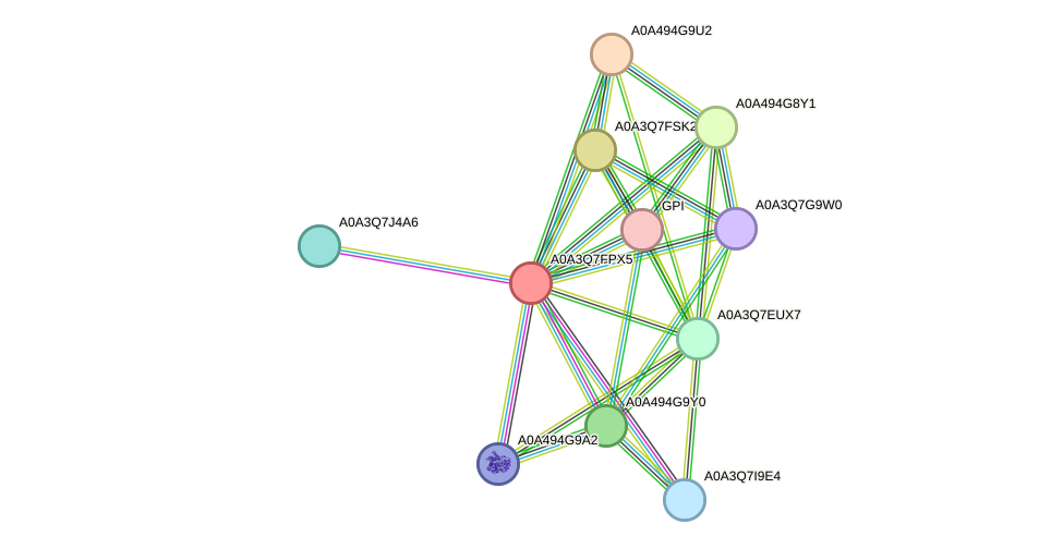 STRING protein interaction network