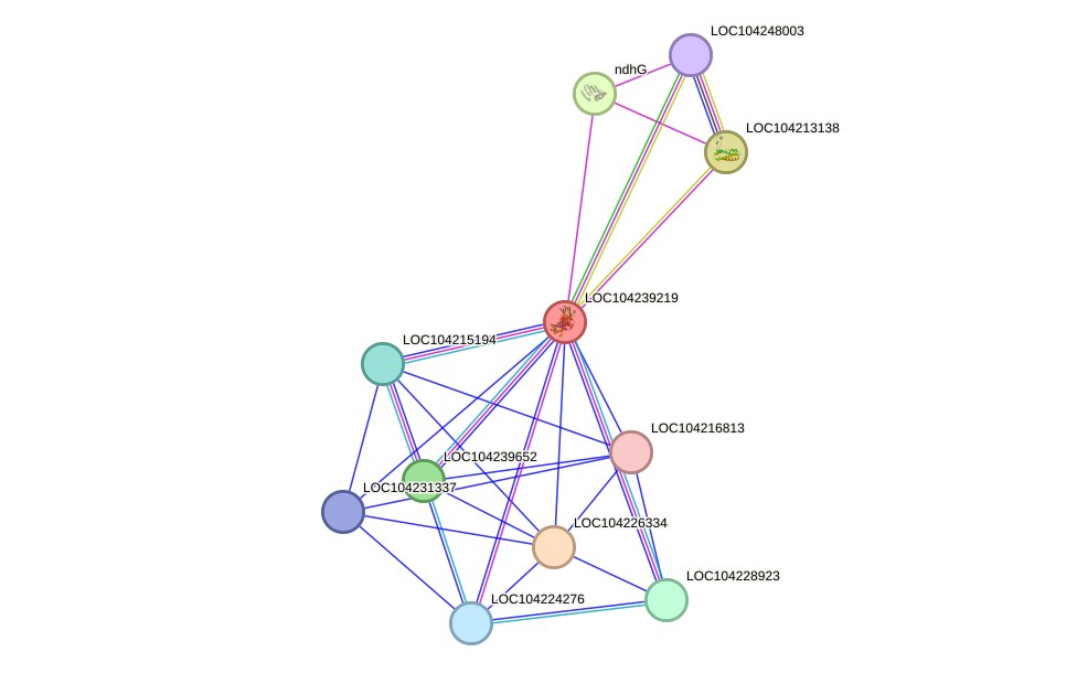 STRING protein interaction network