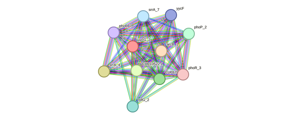 STRING protein interaction network