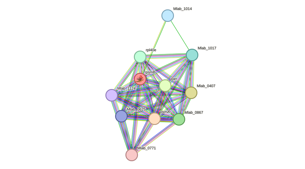 STRING protein interaction network