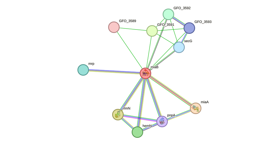 STRING protein interaction network