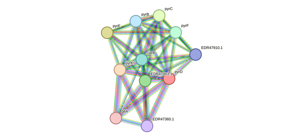 STRING protein interaction network