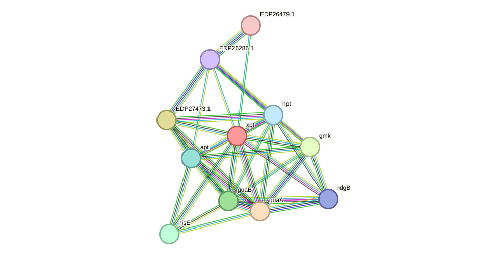 STRING protein interaction network