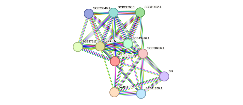 STRING protein interaction network