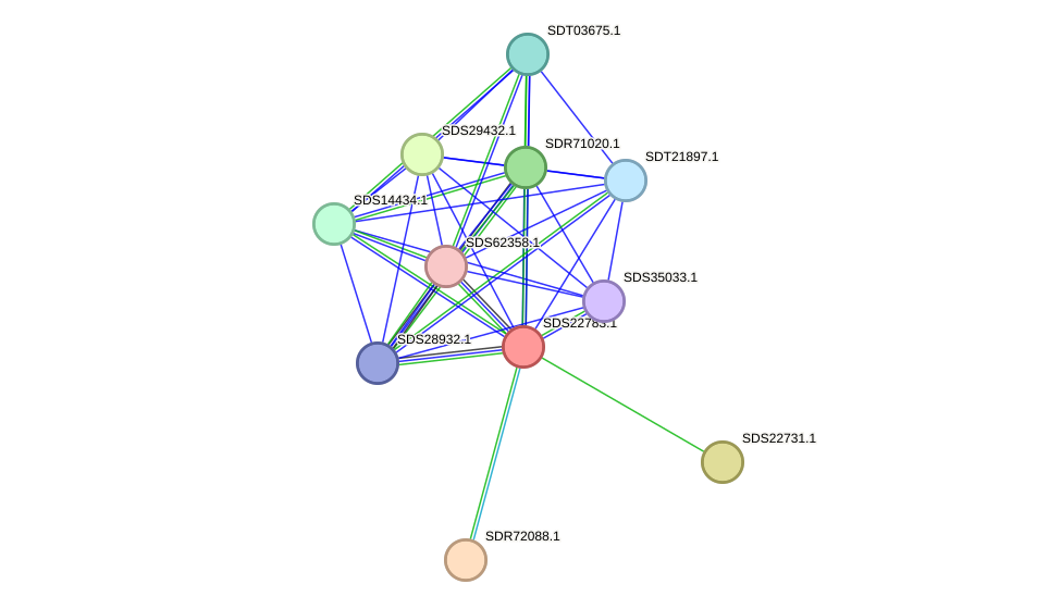 STRING protein interaction network