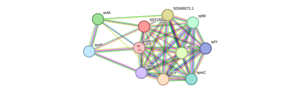 STRING protein interaction network