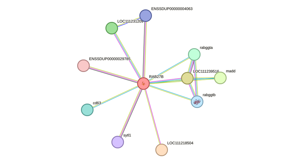 STRING protein interaction network