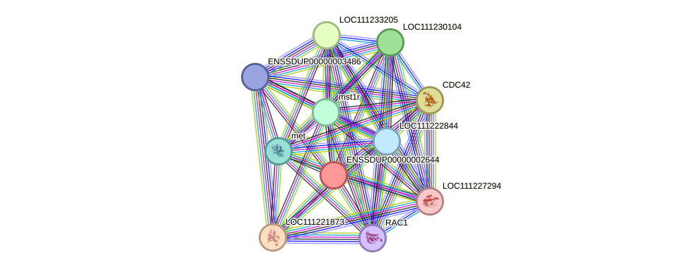 STRING protein interaction network