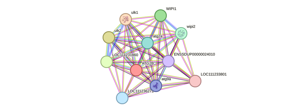 STRING protein interaction network