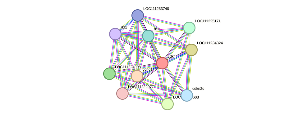 STRING protein interaction network