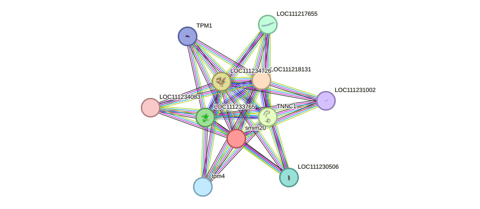 STRING protein interaction network