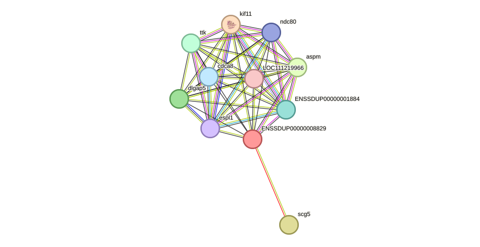 STRING protein interaction network