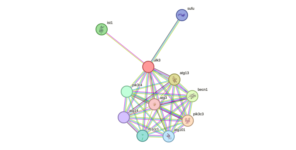 STRING protein interaction network