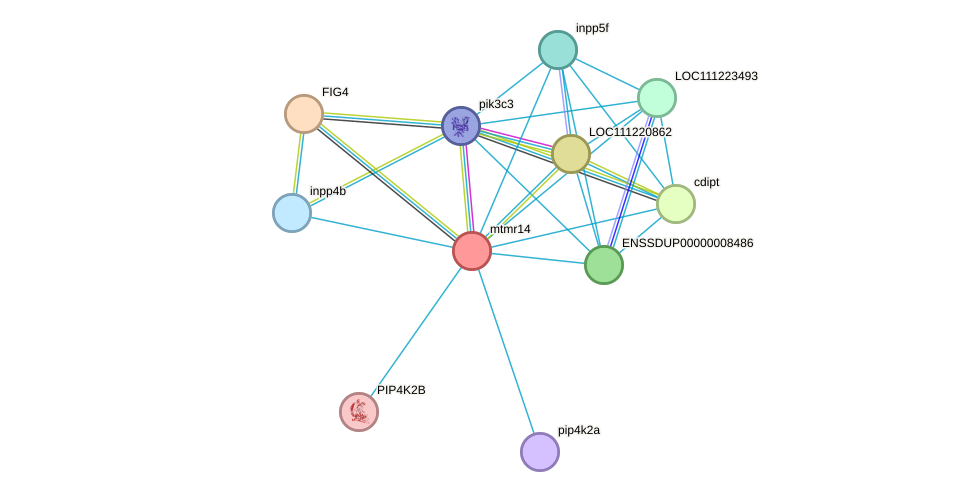 STRING protein interaction network