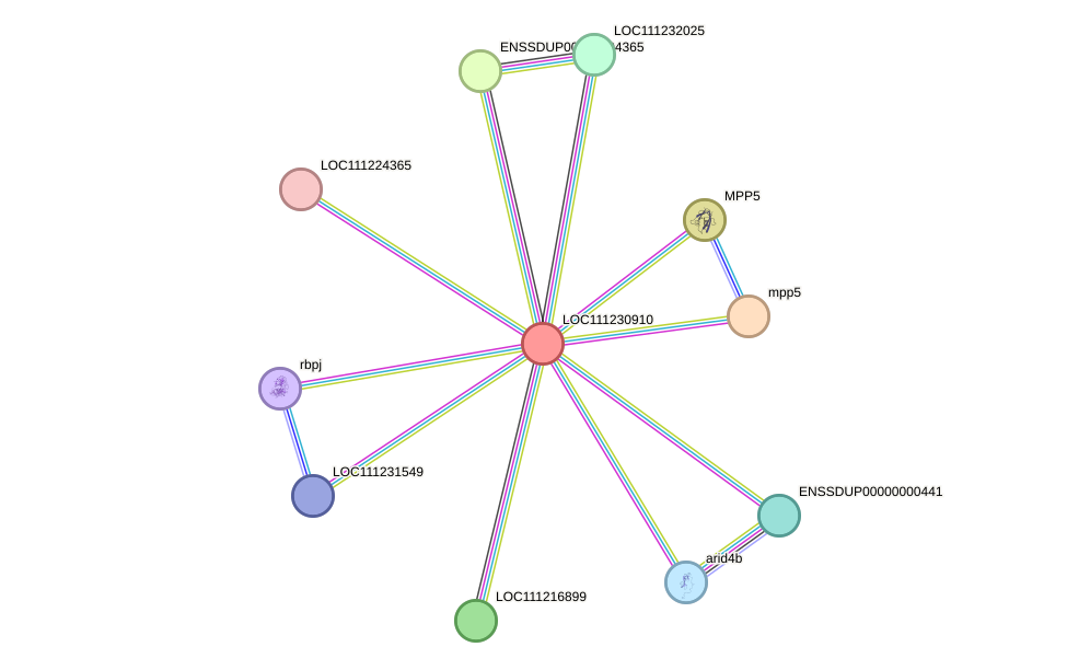 STRING protein interaction network