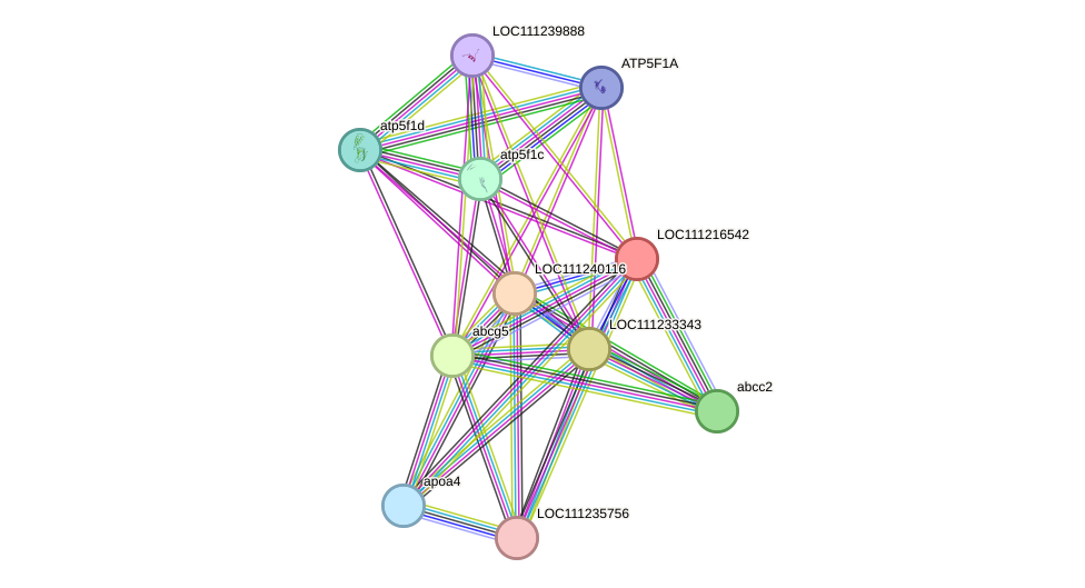 STRING protein interaction network