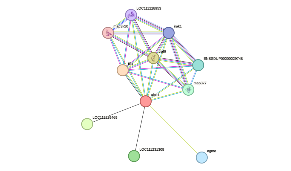 STRING protein interaction network