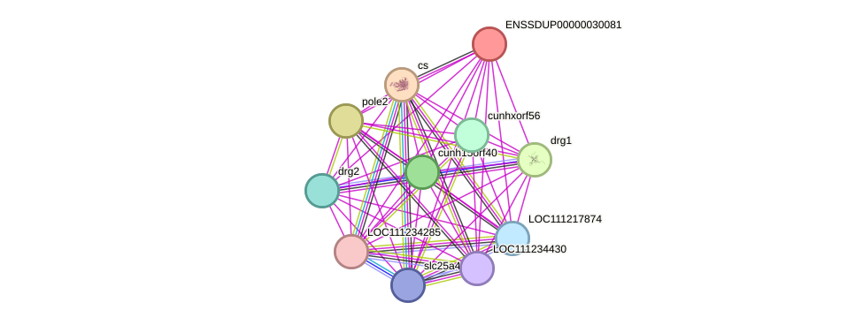 STRING protein interaction network