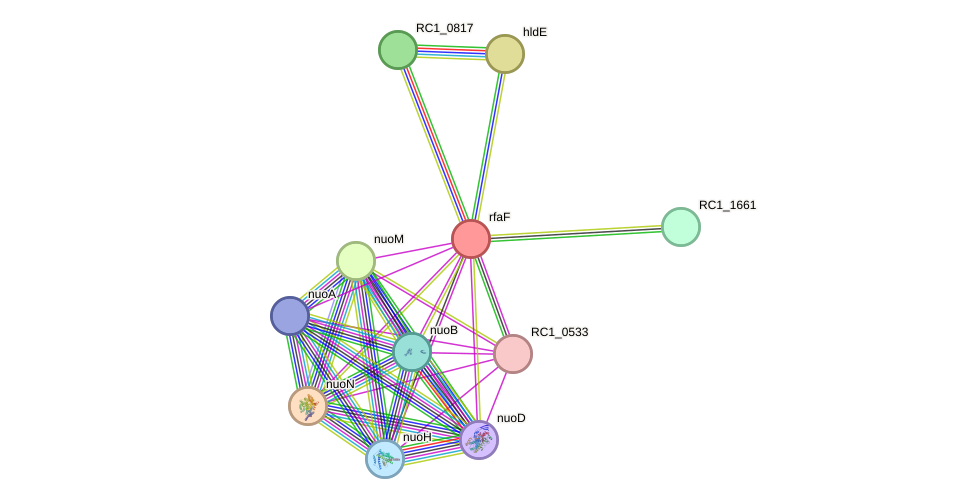 STRING protein interaction network
