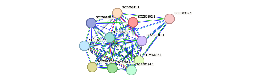 STRING protein interaction network