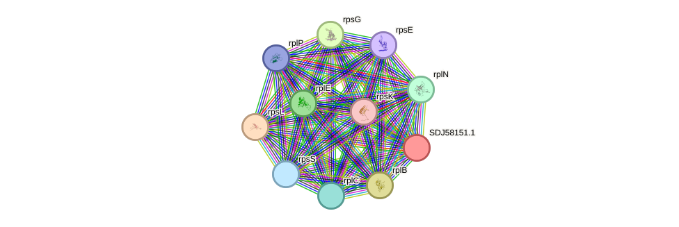 STRING protein interaction network