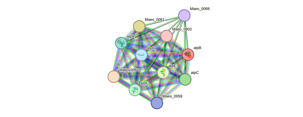 STRING protein interaction network