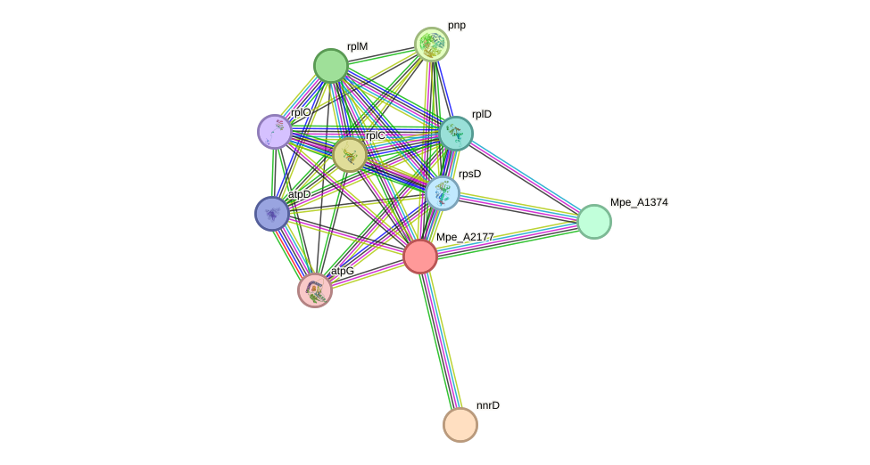 STRING protein interaction network