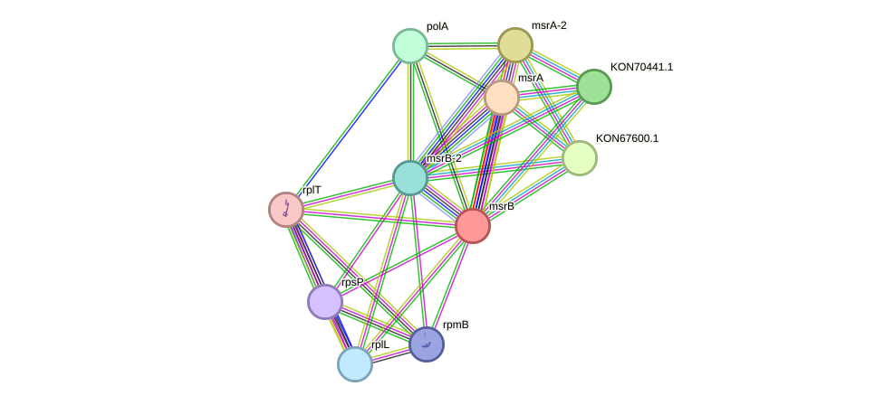 STRING protein interaction network