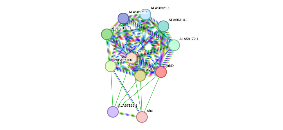 STRING protein interaction network