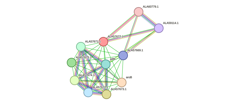 STRING protein interaction network