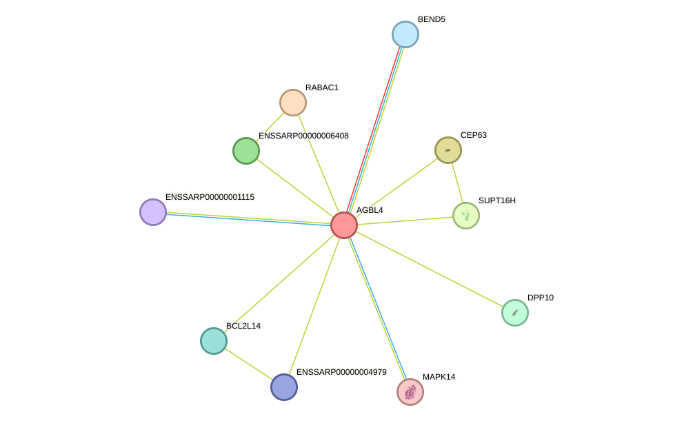 STRING protein interaction network