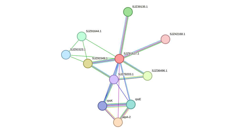 STRING protein interaction network