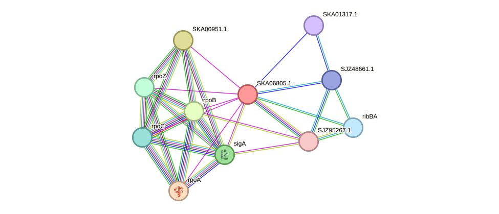 STRING protein interaction network