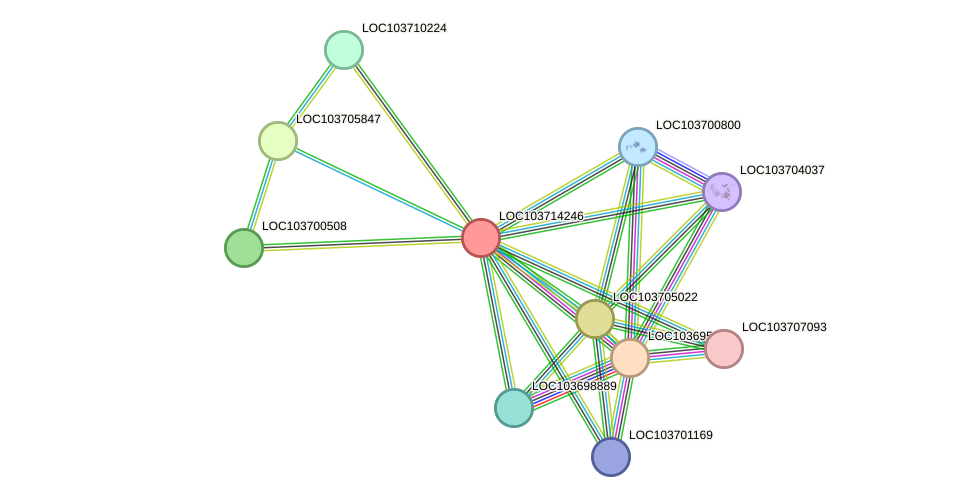 STRING protein interaction network