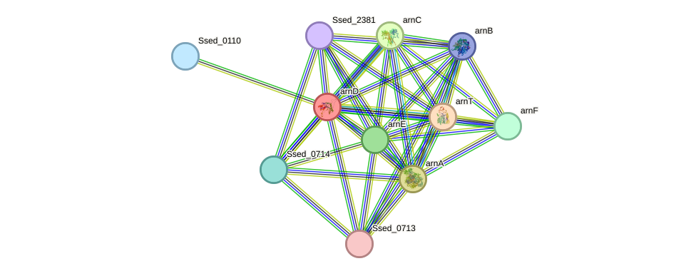 STRING protein interaction network