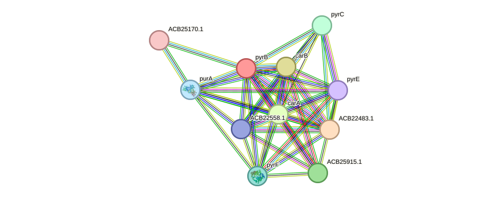 STRING protein interaction network