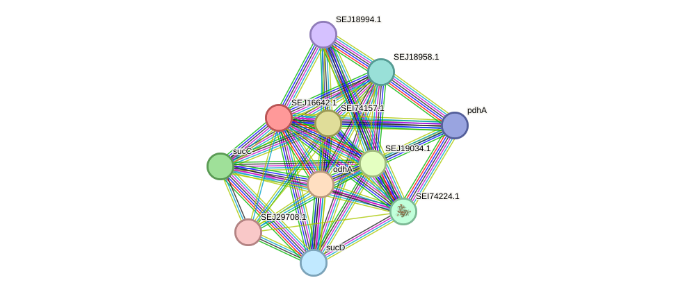 STRING protein interaction network