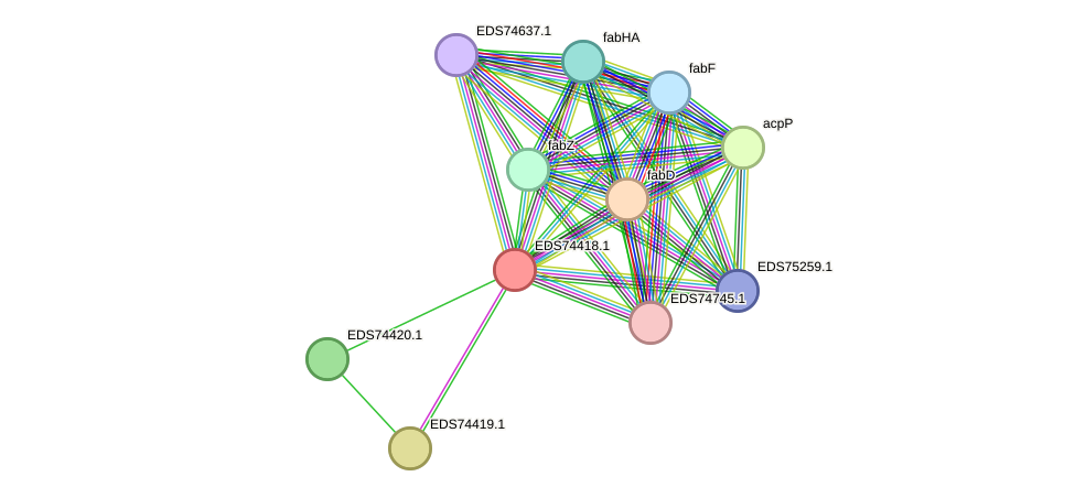 STRING protein interaction network