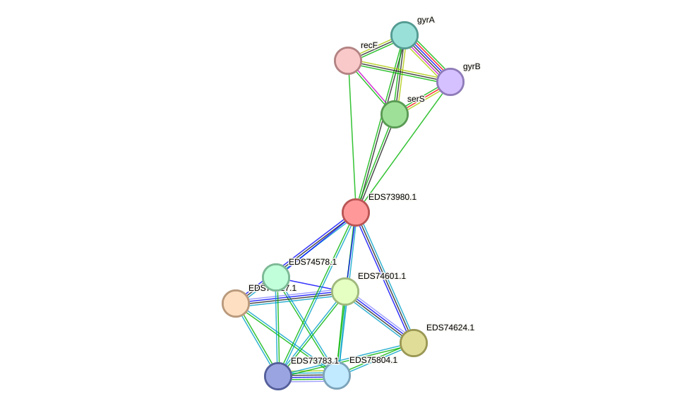 STRING protein interaction network