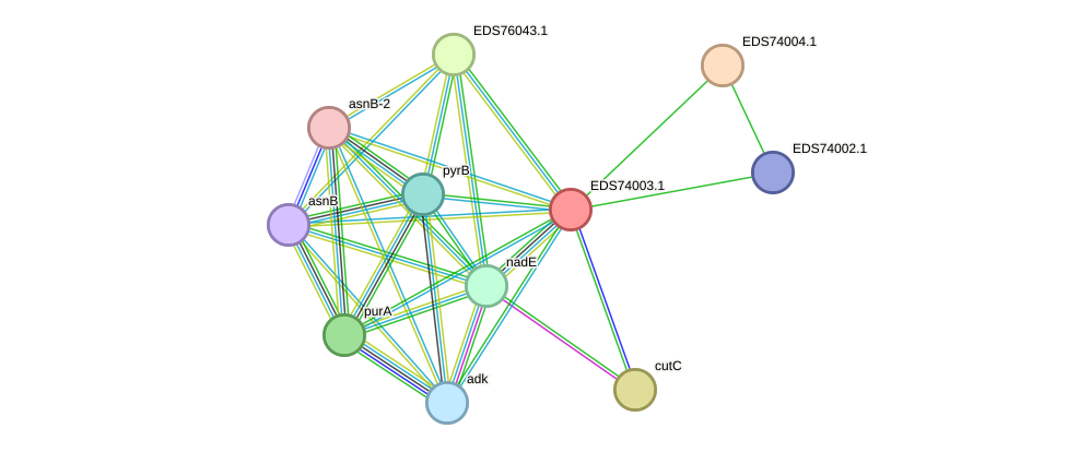 STRING protein interaction network