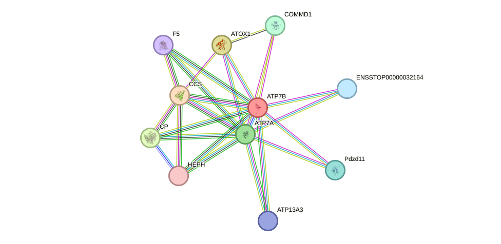 STRING protein interaction network